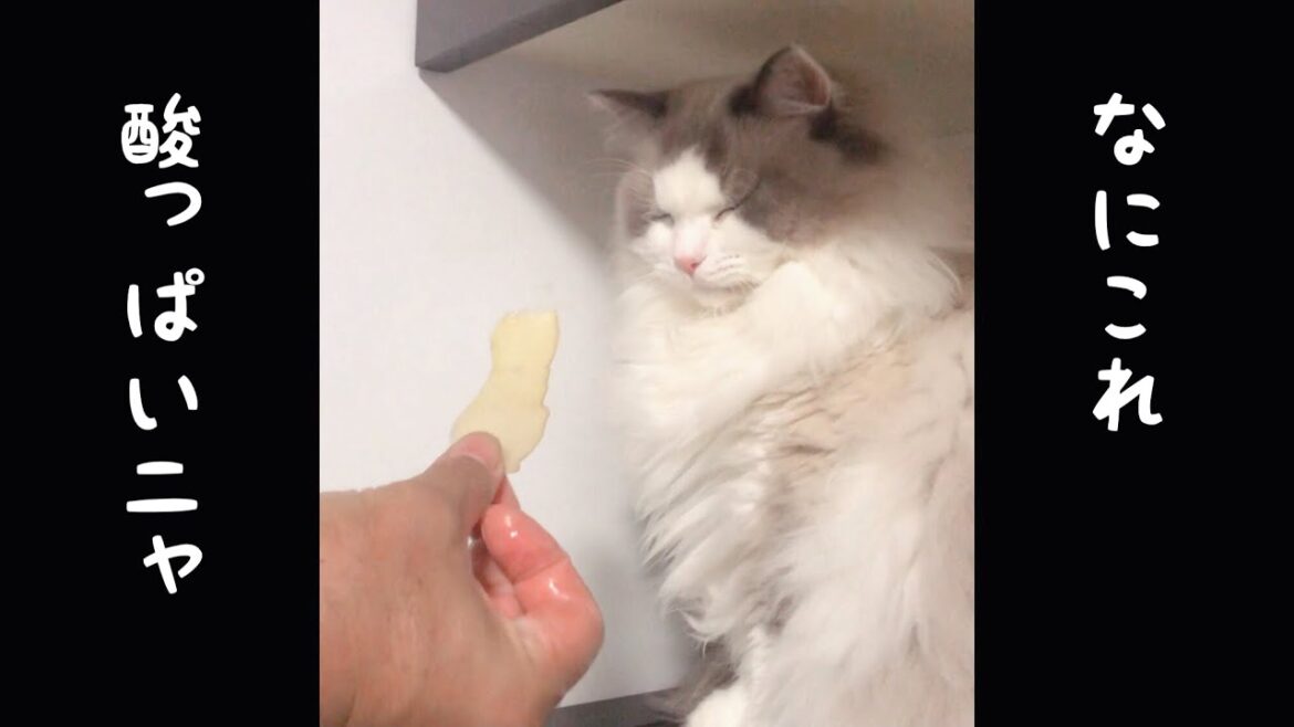【ラグドール】梨を嫌がる猫[Ragdoll] A cat that hates pears【#shorts 】