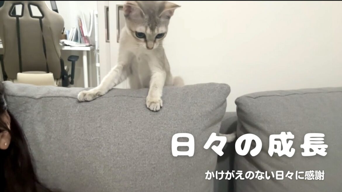 【シンガプーラ】日々の成長に感謝しながら過ごす#愛情に満ち溢れた日常#ねこ