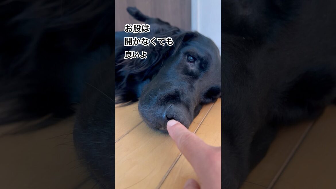 お股は開かなくて良いよ#flatcoatedretriever #フラットコーテッドレトリバー #shorts