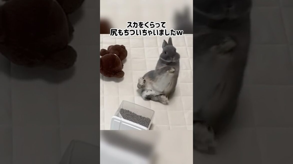 【爆笑注意】コケ方が100点満点のうさぎ🐰👏#癒し #うさぎ #rabbit