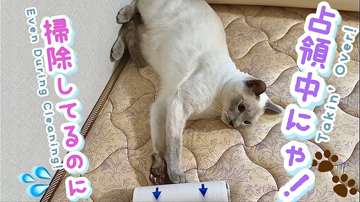 【トンキニーズ・猫】椅子もベッドも占領中！掃除の日のラクトくん😹🧽Lacto-kun the Tonkinese Takes Over Chairs & Bed on Cleaning Day! 🐾