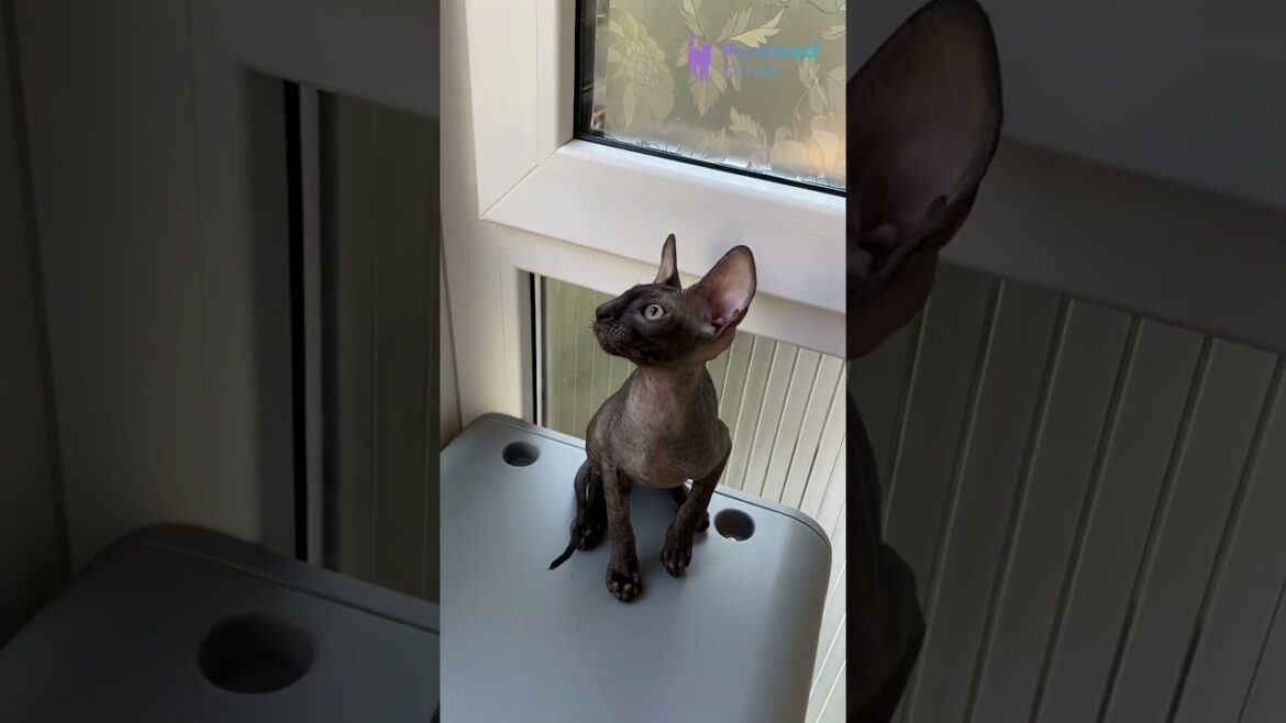 Adopt Ungaro: Black Cornish Rex Kitten 🖤 Playful, Hypoallergenic & Ready for a Home! #CornishRex