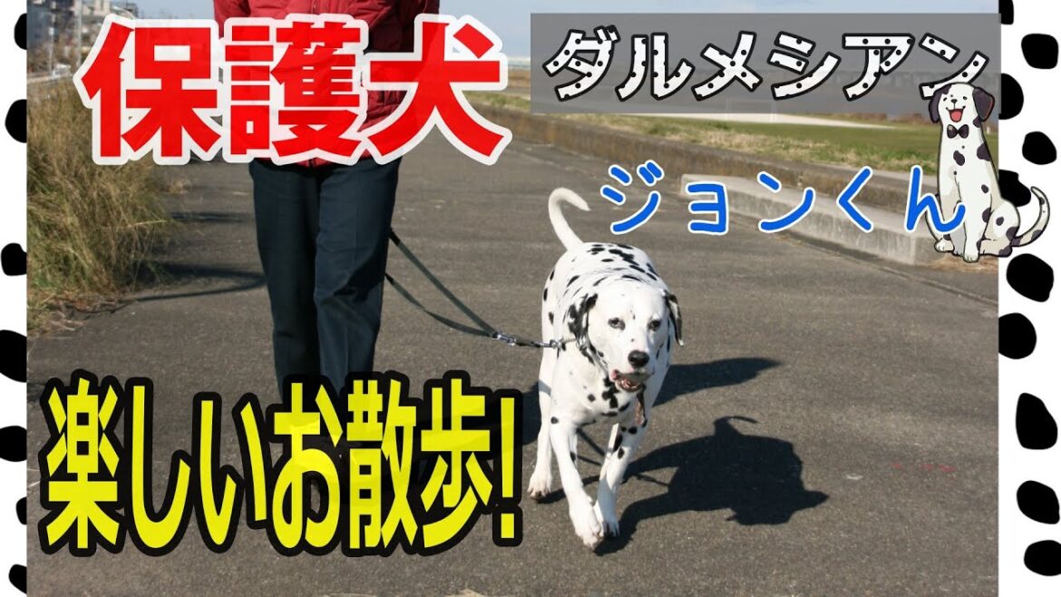 第2話【保護犬ダルメシアン、ジョンと過ごした日の思い出】「楽しいお散歩!」