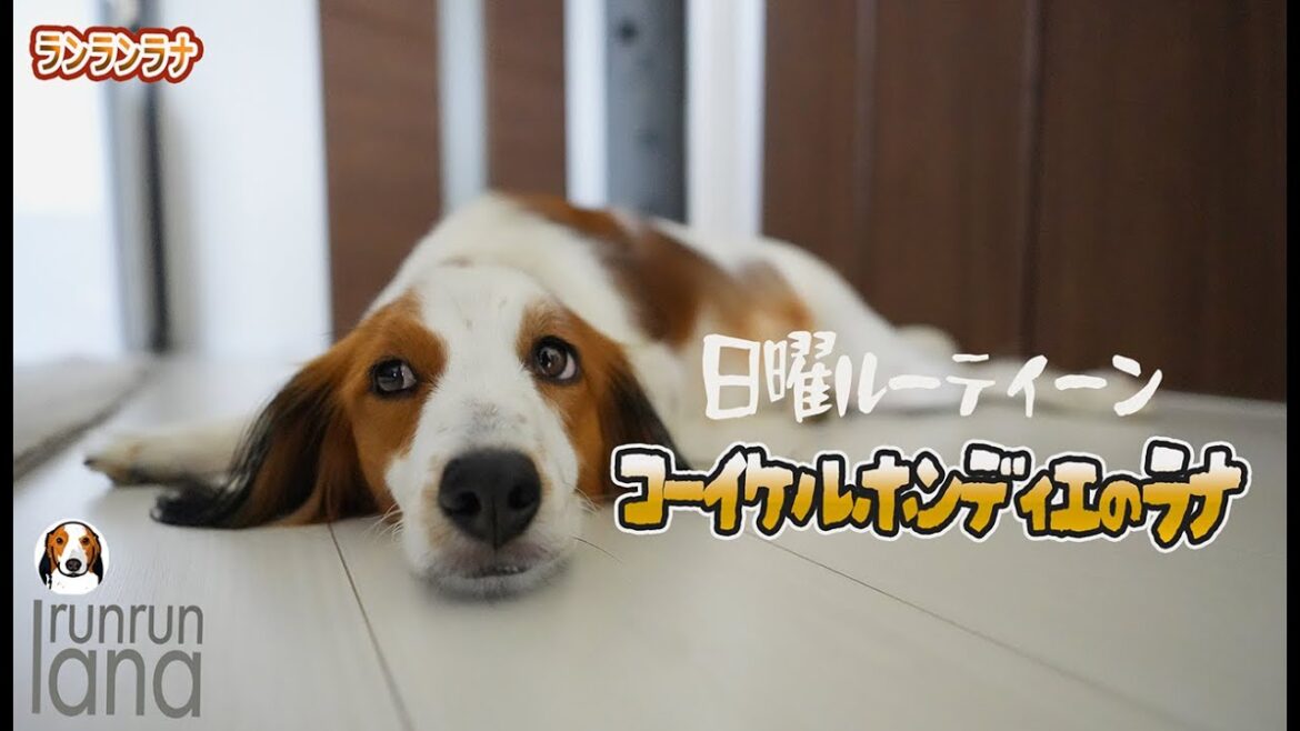 日曜日のルーティーン　腰を痛めて出かけられないご主人と家の中で片時も離れない愛犬と時間をもてあましながらもさらに絆を強くする方法　#151