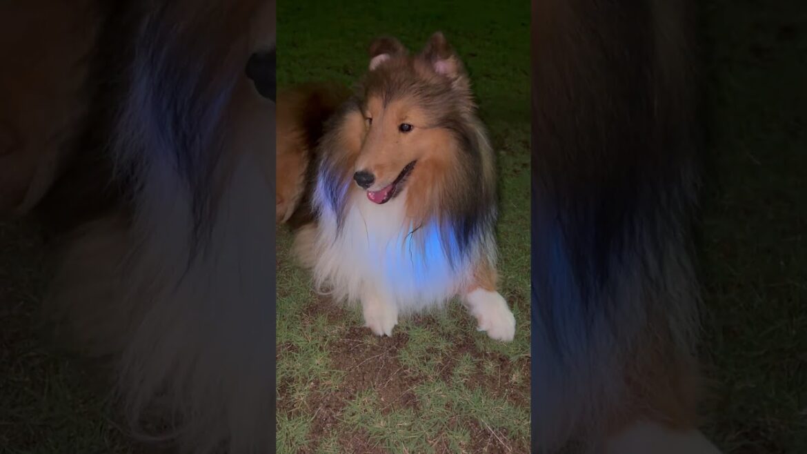 【シェルティ】日没が早くなったよ❣️#シェットランドシープドッグ