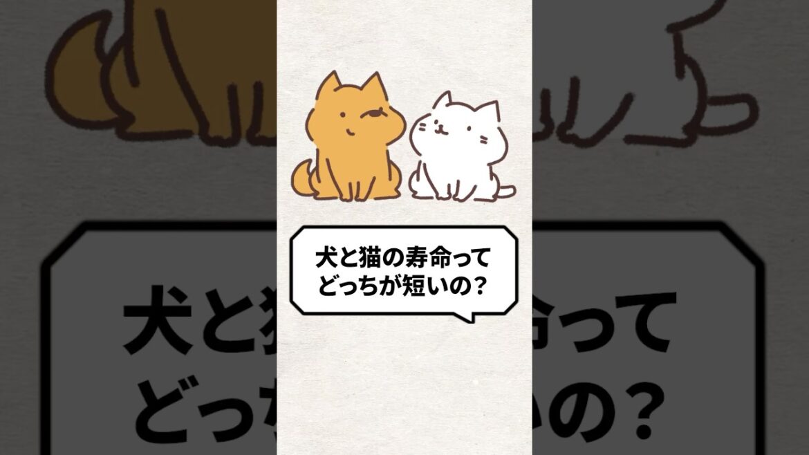 Q：犬と猫の寿命ってどっちが短いの？ #猫 #猫好き #ねこ