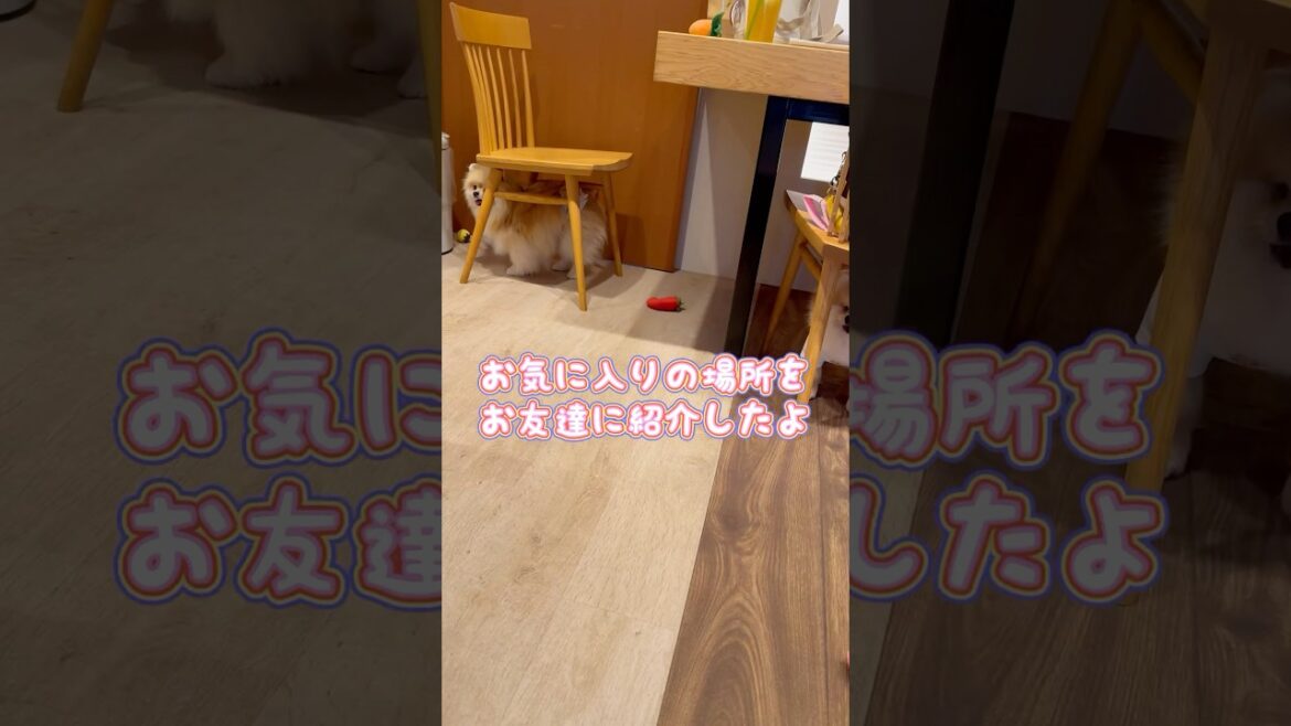 お気に入りの場所をお友達に紹介したよ #shorts #ポメラニアン #犬