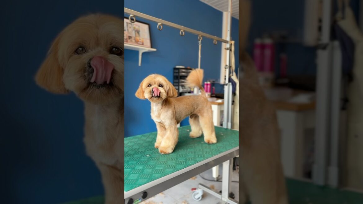 Asian Style Lhasa Apso groom ❤️ #asianstyle #doggrooming #lhasaapso #puppy #beforeandafter #haircut