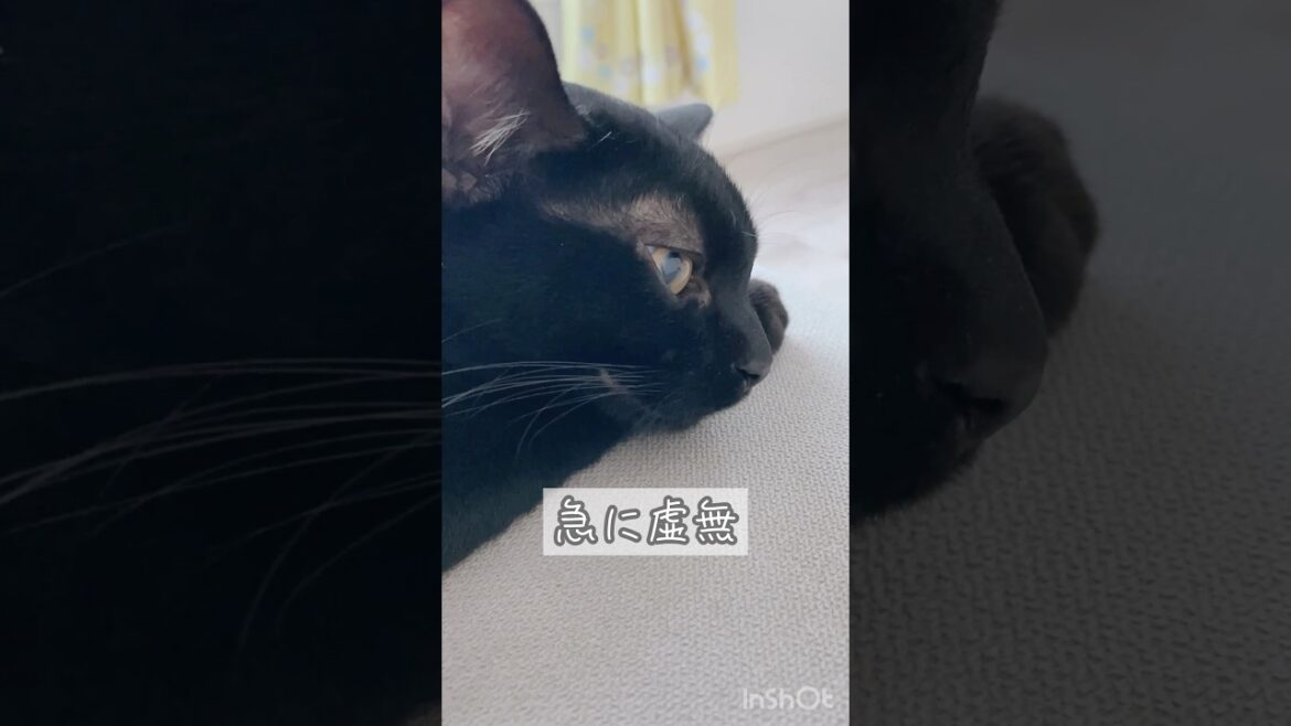 遊んでいるうちに眠くなる黒猫　#ボンベイ #子猫 #cat #bombay #猫のいる暮らし #ねこのいる生活 #ねこ #ねこ動画 #かわいい #おもちゃ #うとうと #癒やし