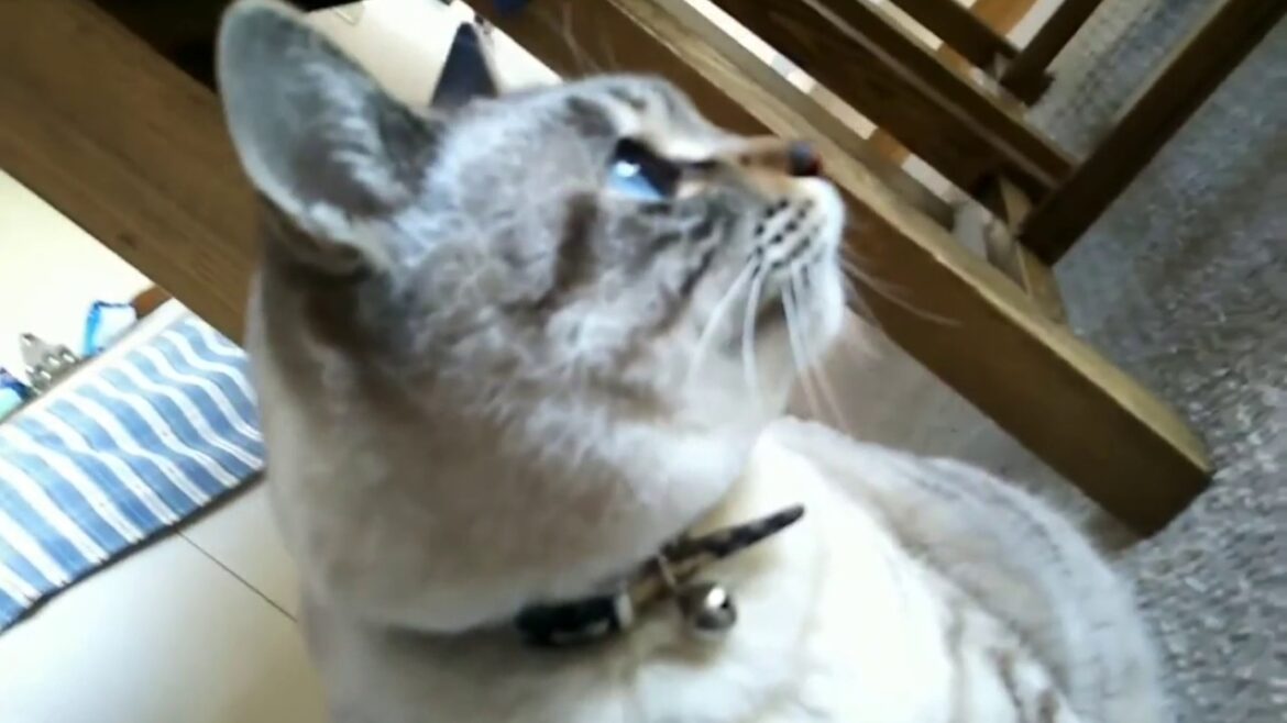 【かわいいシャムトラミックス猫】ママが居なくて少し不安なコトラ　2019.1.1