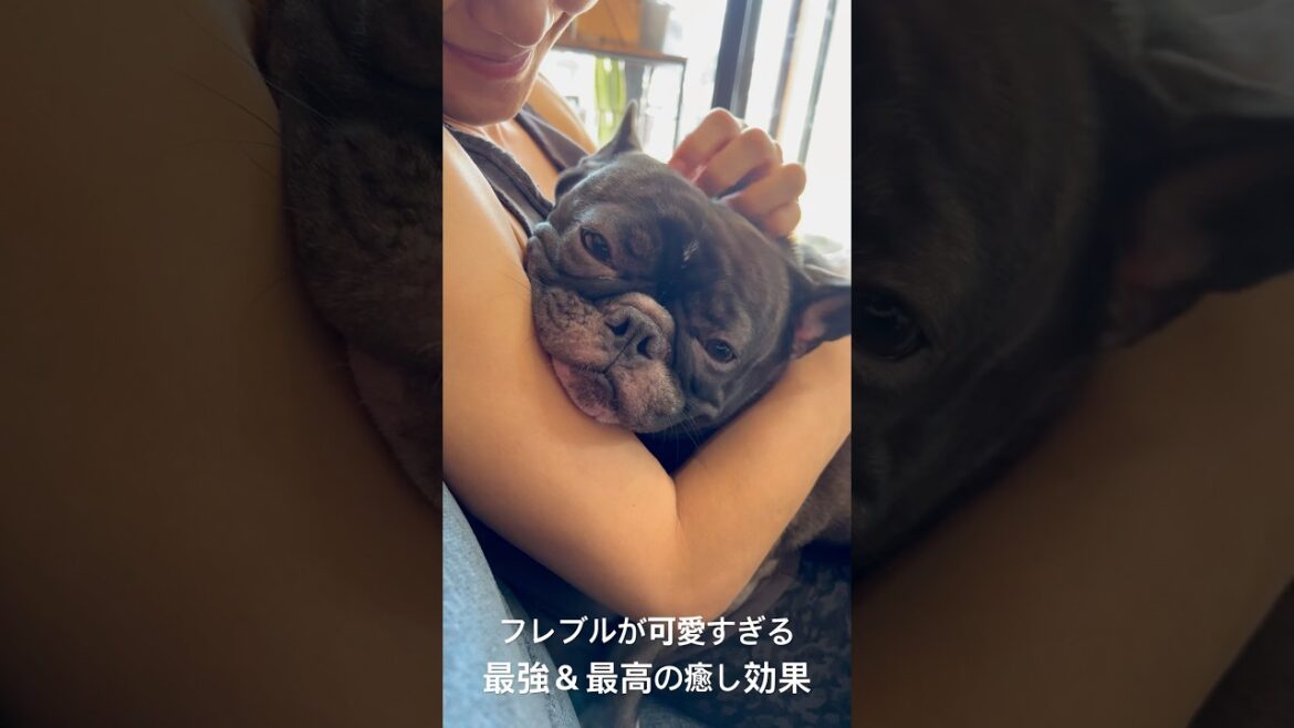 フレブルほたるの癒し効果が最高＆最強すぎる。 #フレンチブルドッグ #癒し #犬のいる生活