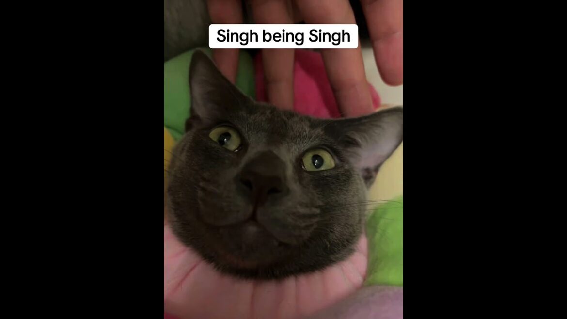 He’s lazyy cat #cat #cutecats #kitten #cutepets #koratcats #cuteanimals