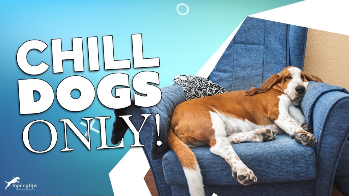 30 Most Lazy Dog Breeds Perfect for a Couch Potato Owner 30 Most Lazy Dog Breeds Perfect for a Couch Potato Owner