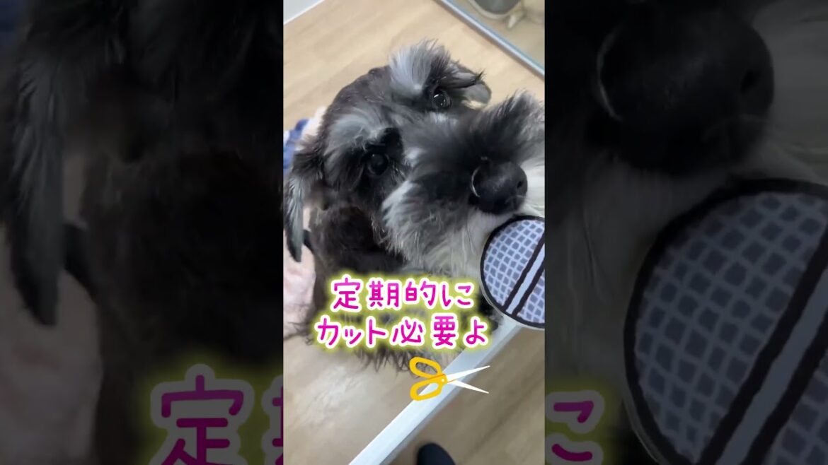 シュナウザーってどんな犬種? シュナウザーってどんな犬種?