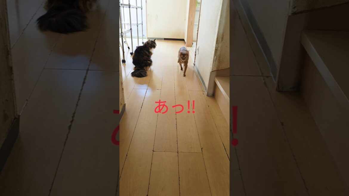 何日かぶりの再会・・・いえいえ、数分ぶりです。#アビシニアン　#猫のいる暮らし