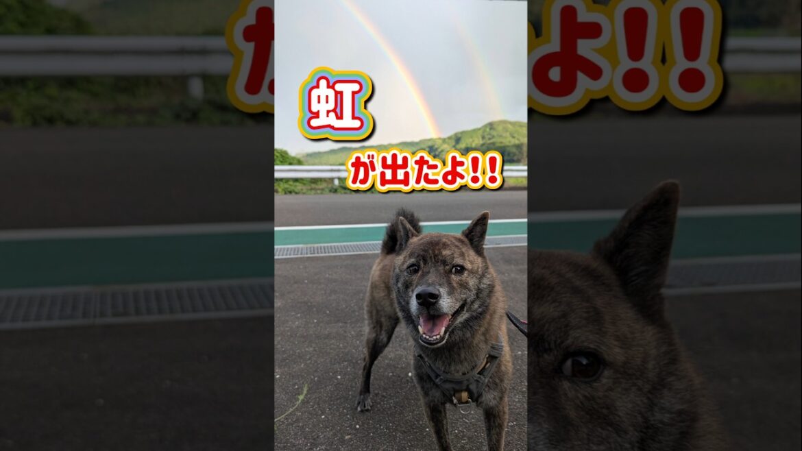 【甲斐犬mix ハル】お散歩に行こうとしたら虹がでてました！#甲斐犬