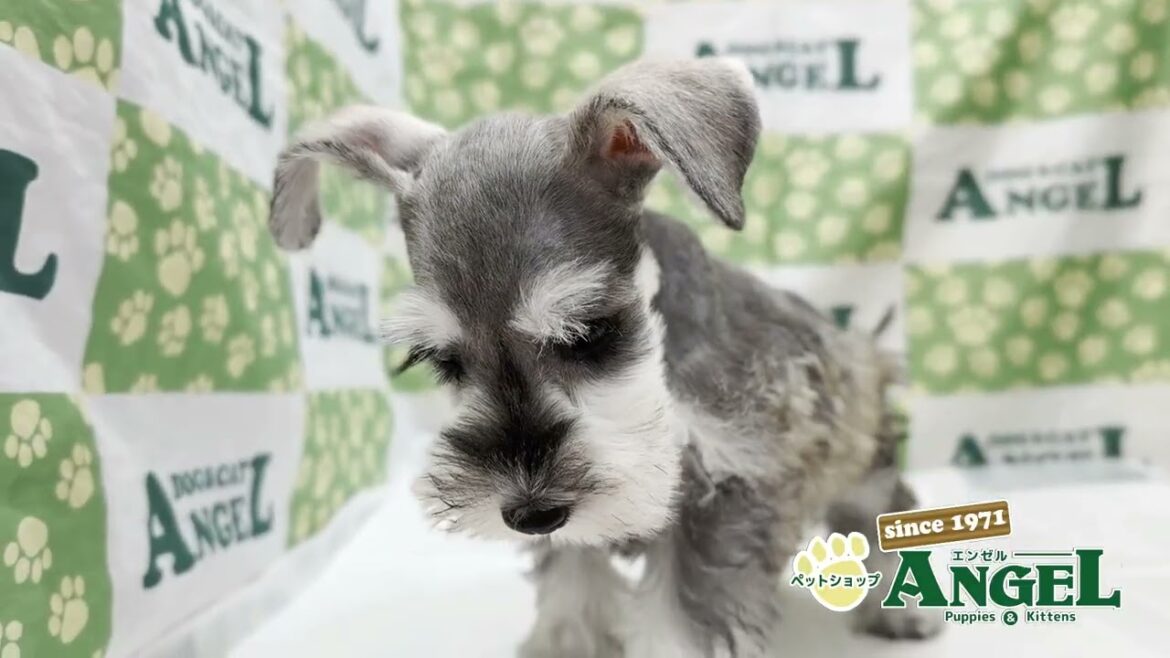 ミニチュアシュナウザー 2508122 【ペットショップエンゼル　子犬・子猫販売】