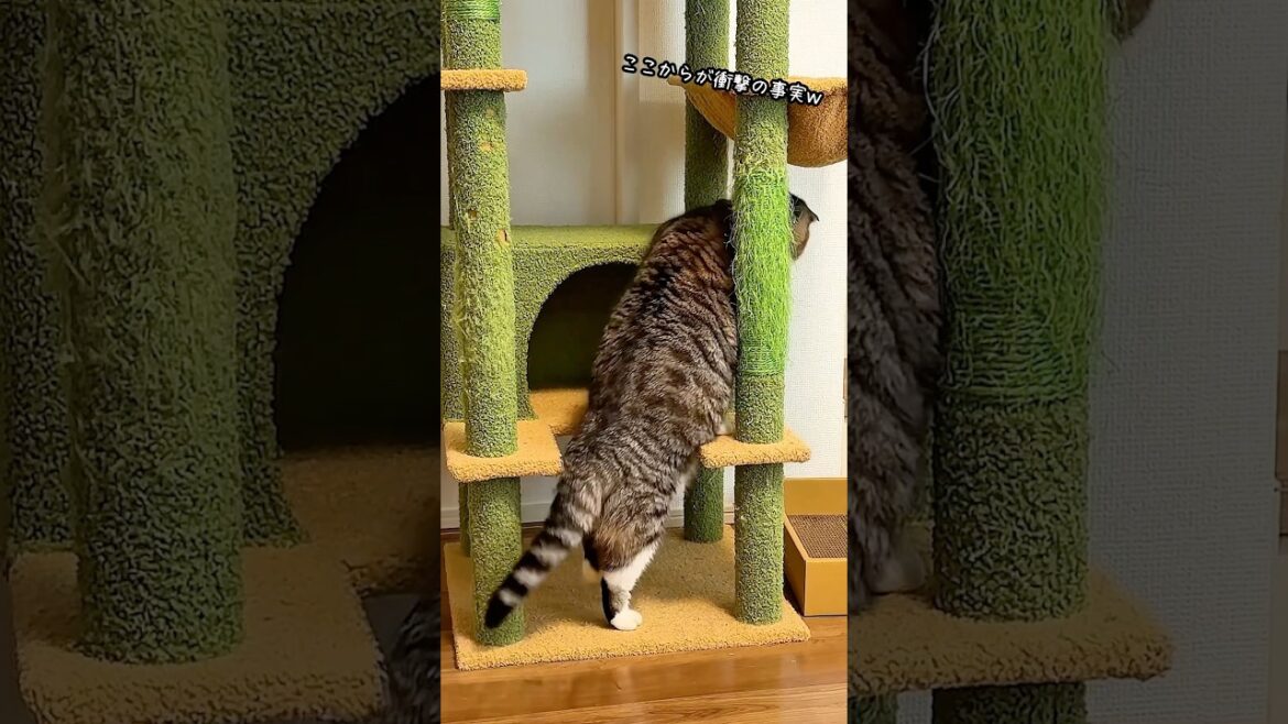 キャットタワーに登りたい猫🤣🤣🤣 #猫