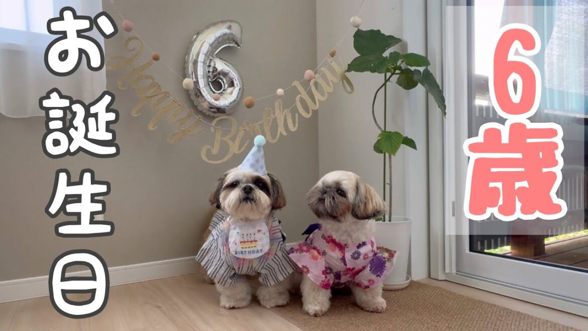 [シーズー多頭飼い]らいくん6歳になりました♡