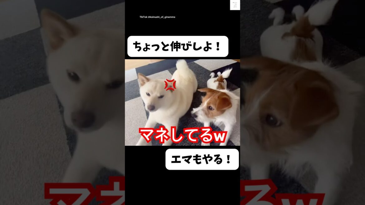 爆笑‼️この兄弟面白い😂　　　　　　#柴犬　#白柴　#ジャックラッセルテリア #かわいい犬 #面白い