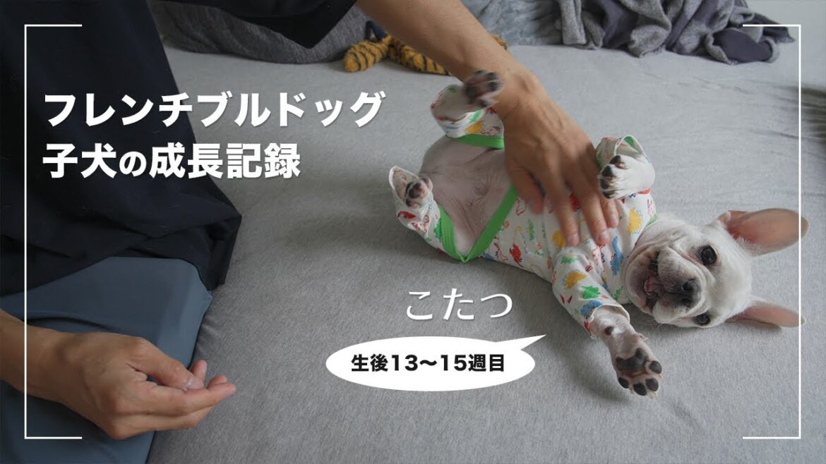 【こたつ成長記録】フレンチブルドッグの社会化期はとても大事【13〜15週目】 【こたつ成長記録】フレンチブルドッグの社会化期はとても大事【13〜15週目】