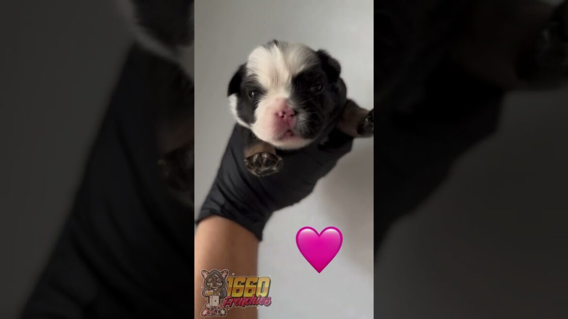 Newborn Exotic Fluffy French Bulldogs 🐶😍 #frenchbulldog #fluffyfrenchbulldogpuppy #puppy #puppies