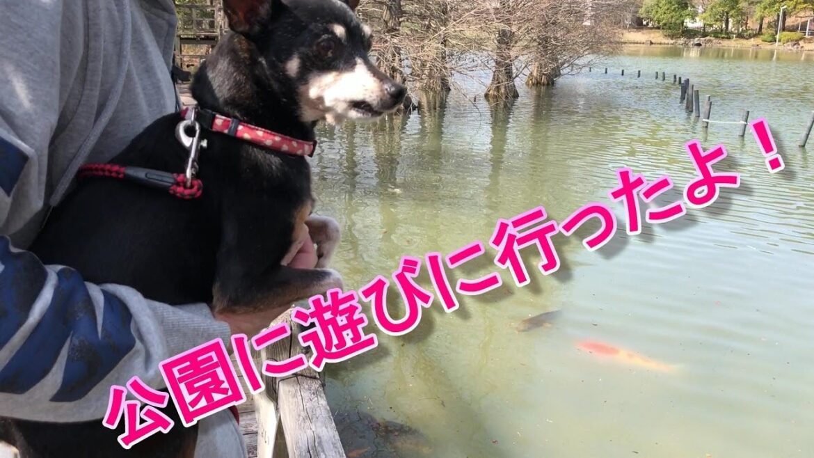 【ミニピン】ピンキーチャンネル　ピンキー公園お散歩編　ミニチュアピンシャー　公園
