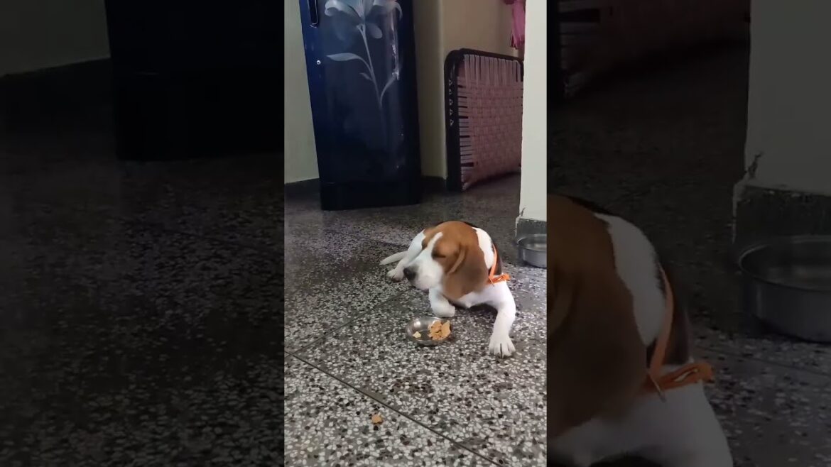 🤣 Nazar Ka dosh...Ya Phir Chahte  Nahi.....😎🐶 Messi The Beagle's | Funny Dog Short