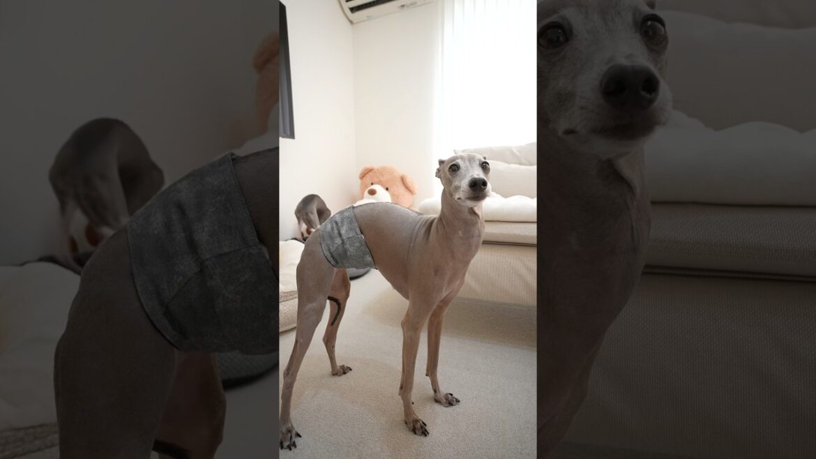 イタグレ規格のマナーベルトが最高すぎるんだけどwww#shorts イタグレ規格のマナーベルトが最高すぎるんだけどwww#shorts