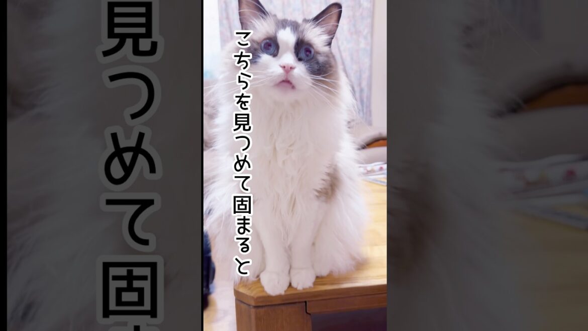 【こちらを見つめて固まると】#猫 #猫のいる暮らし #ラグドール #shorts
