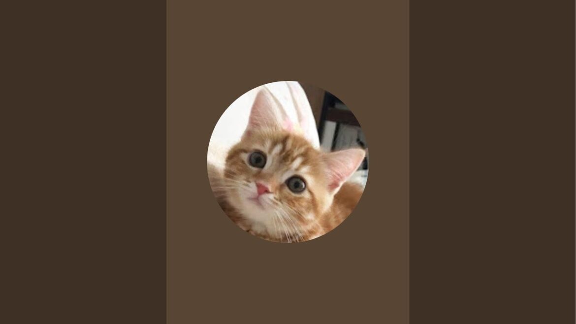 猫のさりり45
