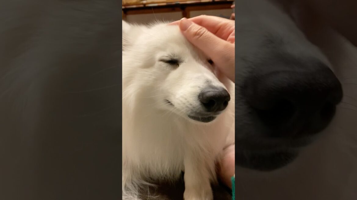 主の扱いがどことなく雑な犬　#日本スピッツ #中型犬 #shorts