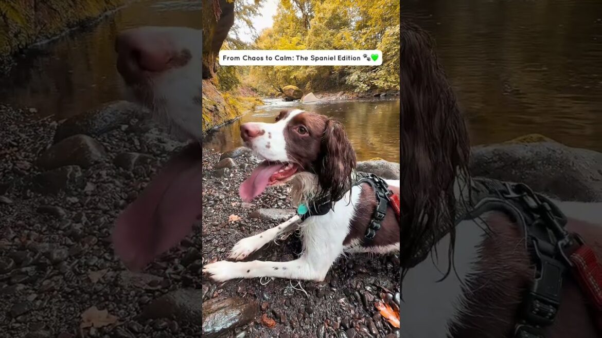 From Chaos to Calm: The Springer Spaniel Edition 🐾💚