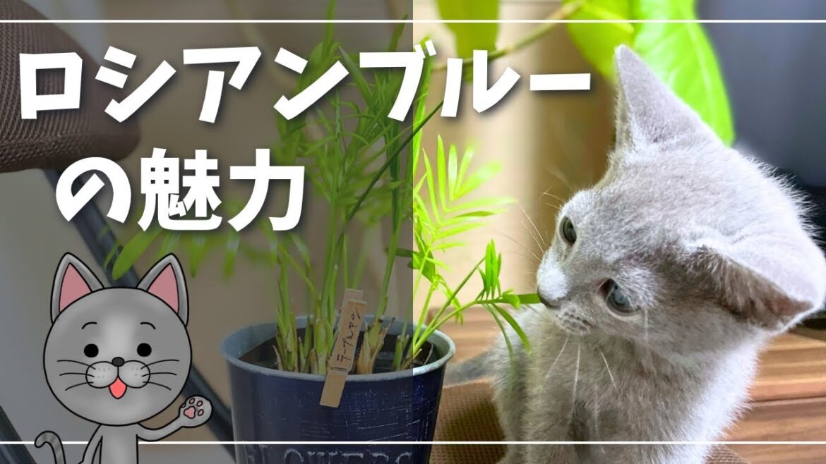 お迎えを検討中の皆さまへ【ロシアンブルー】猫
