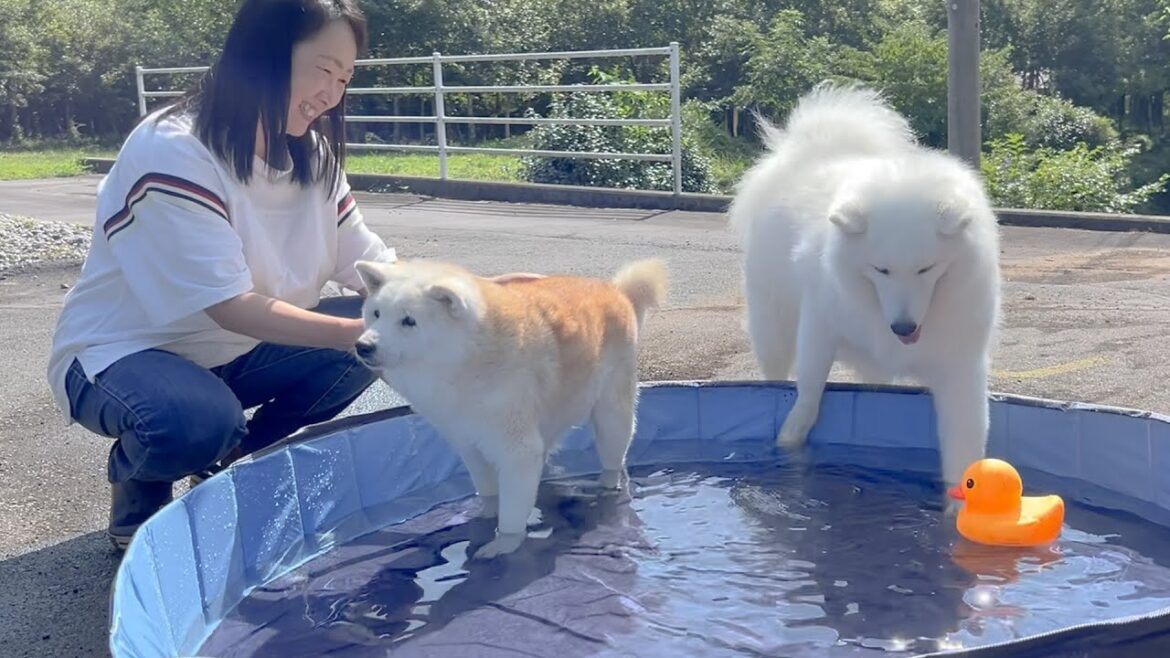 子供用プールで足湯のように楽しむ柴犬と泳げてるつもりで溺れてるサモエド