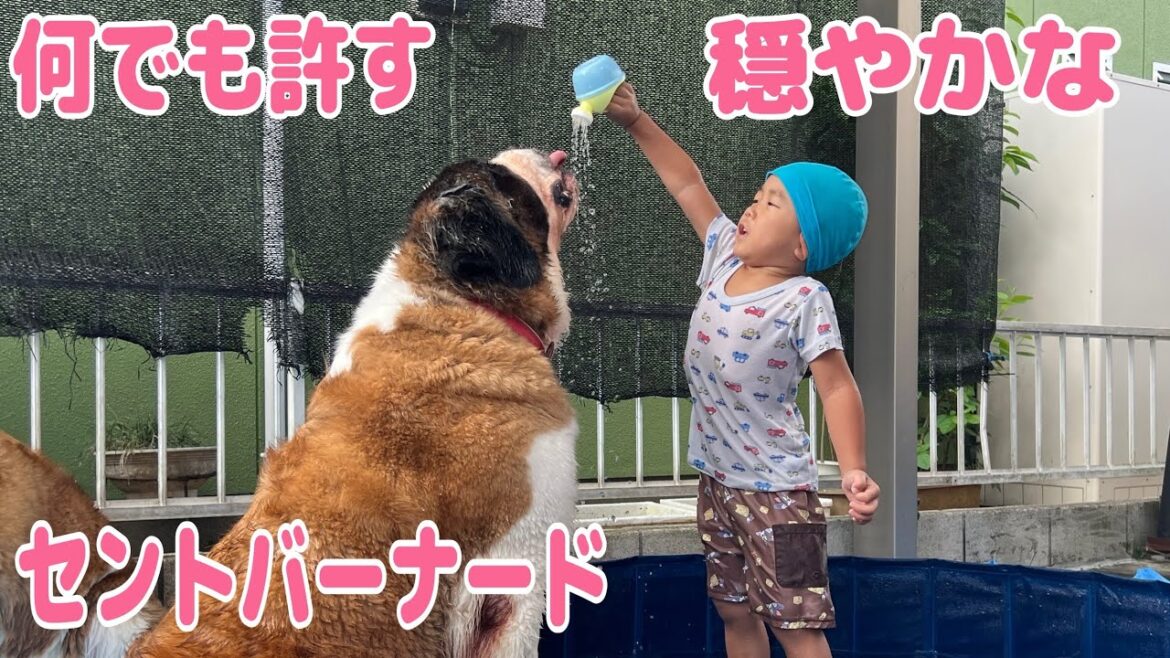 【セントバーナード】何をされても穏やかで、何でも許すセントバーナードは、一人っ子の孫にとっては最高の相棒
