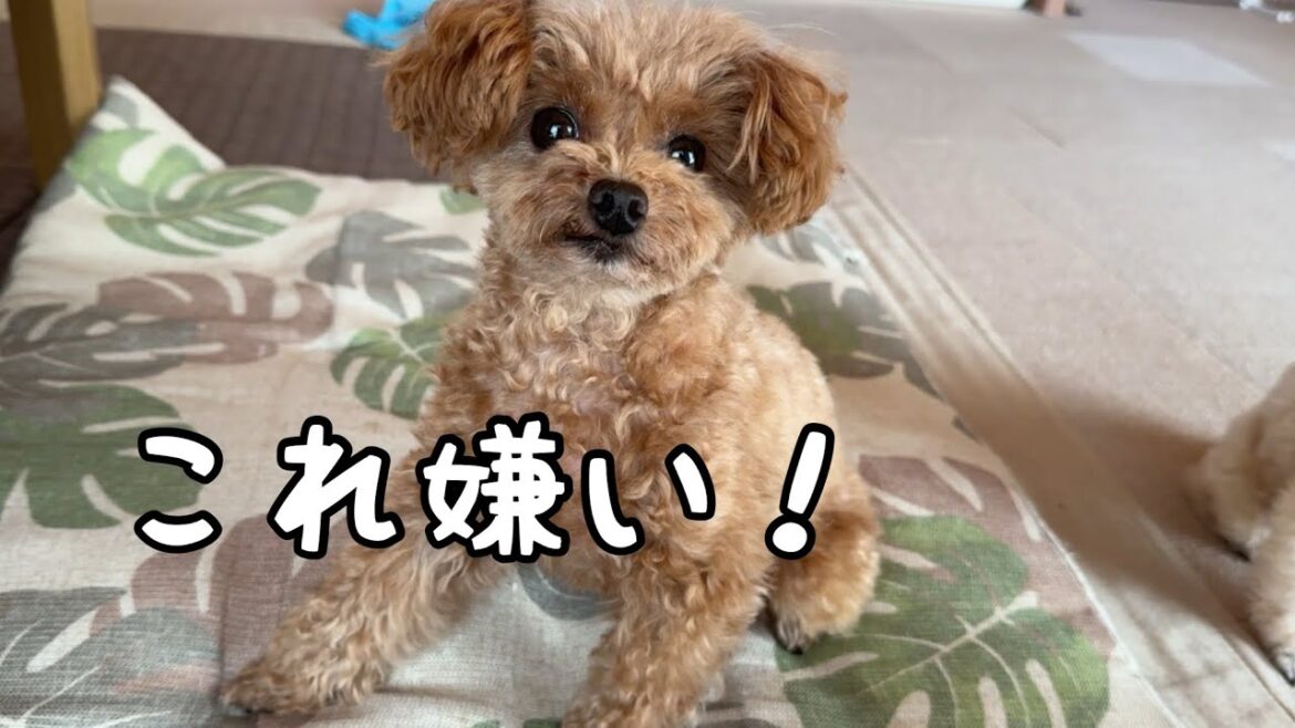 こだわり強めのトイプードル こだわり強めのトイプードル