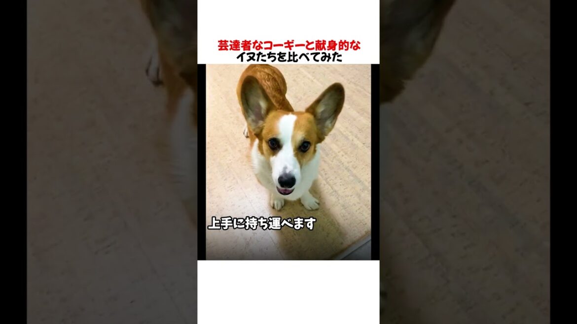 芸達者なコーギーと献身的なイヌたちを比べてみた結果wwwww