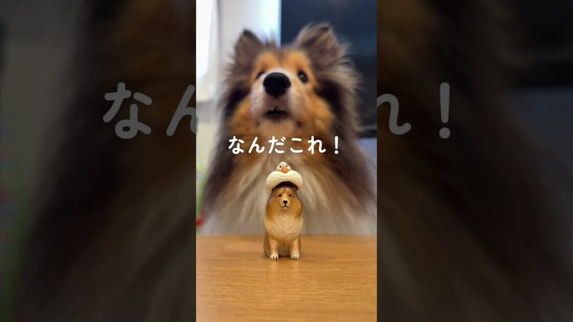 やっと見つけたよー🤭🤭#シェルティ#シェルティグッズ