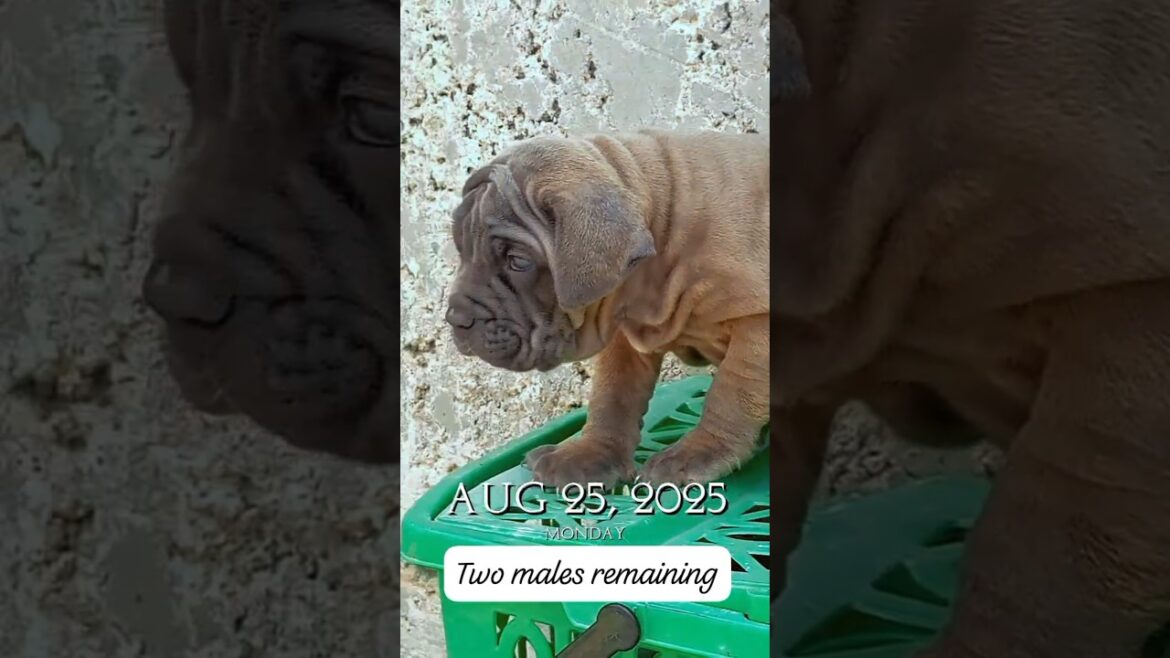 Are These Puppies..or Baby Hippos? #neapolitanmastiff #puppyshorts #shorts #DogLovers