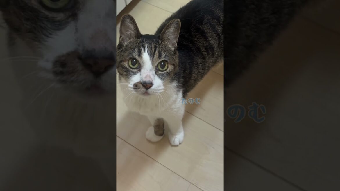 19歳老猫のお薬タイム #cat #old cat #元野良猫#保護#血圧の薬#人間なら92歳