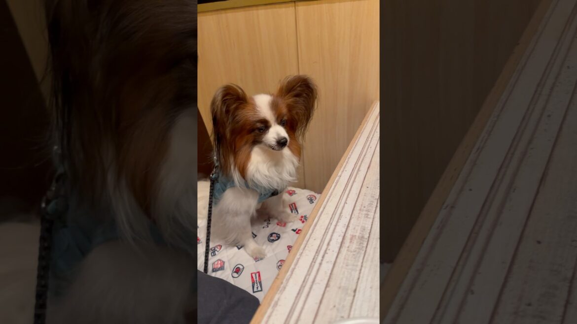 あなたは人間ですか😂 #shorts