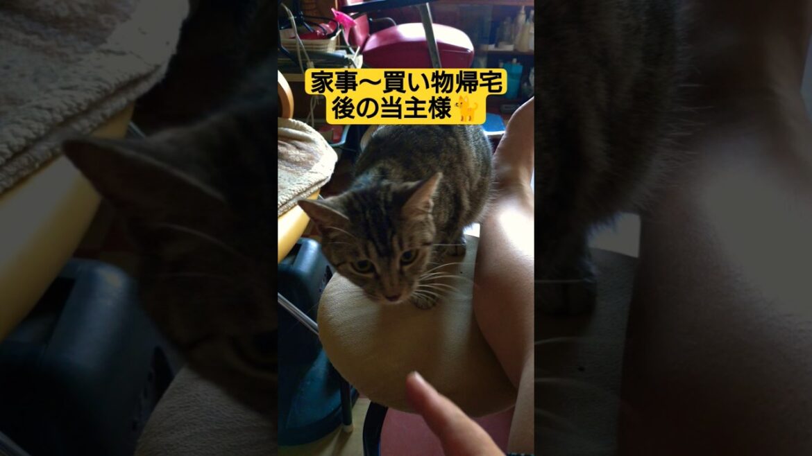 バアの退院後に向けての準備＆買い物と…あまりに長く２代目当主が物申しに来る動画#cat #猫のいる暮らし #ネコ #ねこのいる生活 #ウタ