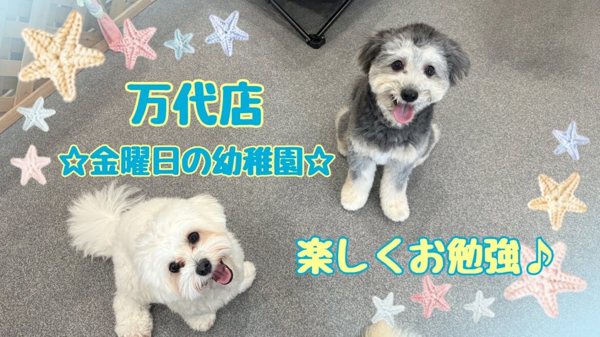 【犬の幼稚園】☆金曜日の幼稚園☆~今日も楽しくお勉強♪~(万代店)