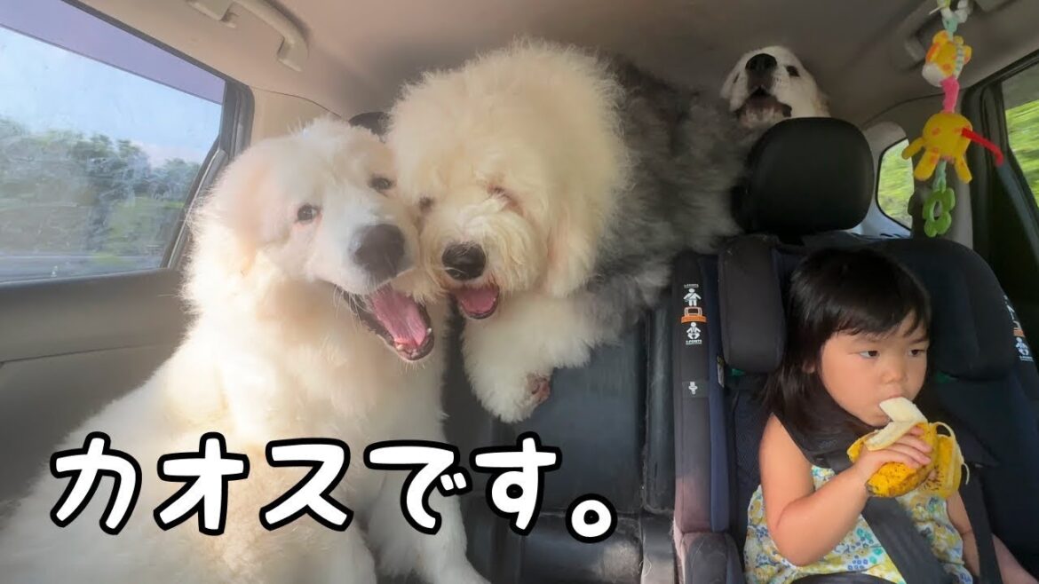 【シュール】車内で暴れ回る子犬と超大型犬に全く動じない３歳児の貫禄がこちらです…｜グレートピレニーズ&オールドイングリッシュシープドッグ&トイプードル