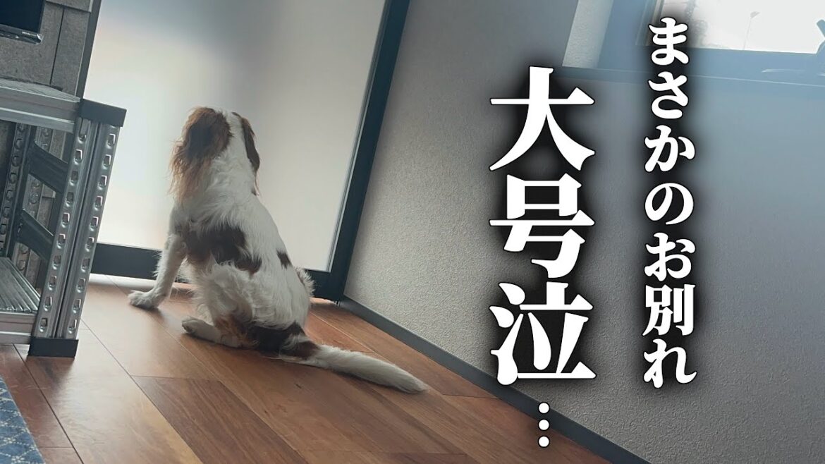 一緒に暮らしてきたポメラニアンと急にお別れになり泣きながら帰りを待ち続けるキャバリア犬…