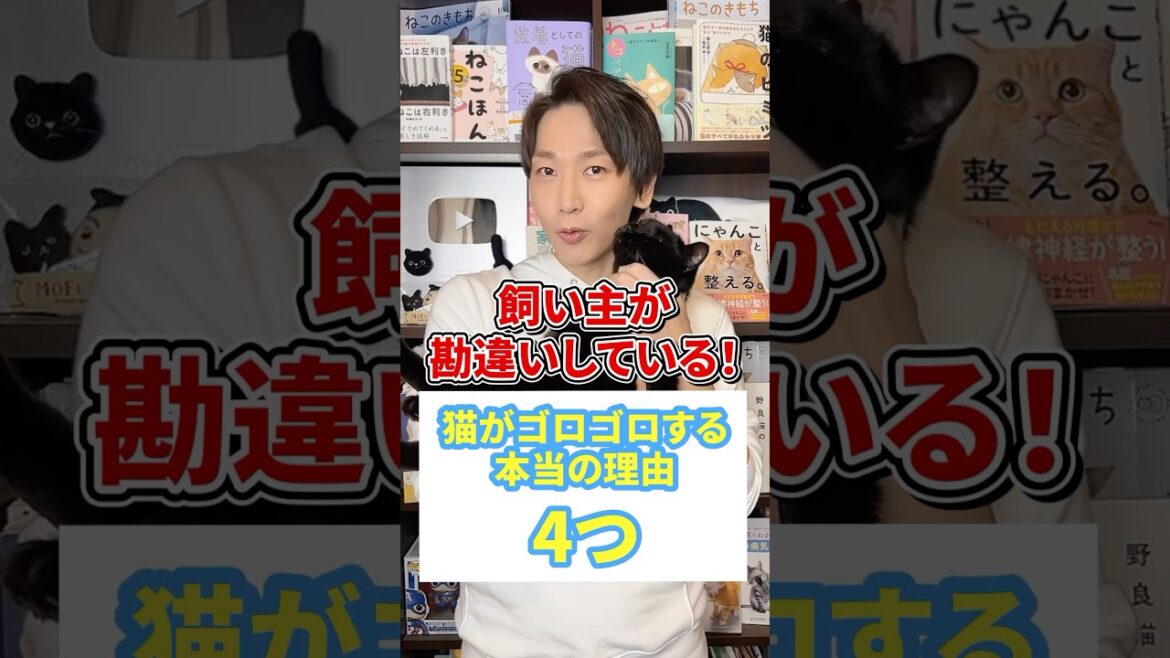 飼い主が勘違いしている猫がゴロゴロする本当の理由4つ #猫 #猫動画 #ねこ