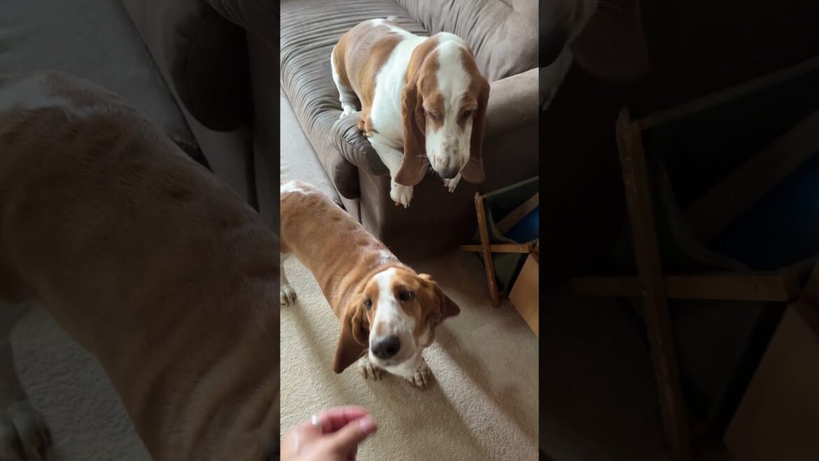 バセットハウンド兄弟！せな vs ひな！キャベツをめぐる攻防戦🥬🐶　 |　Basset Hound Siblings! Sena vs Hina! The Cabbage Battle 🐶🥬