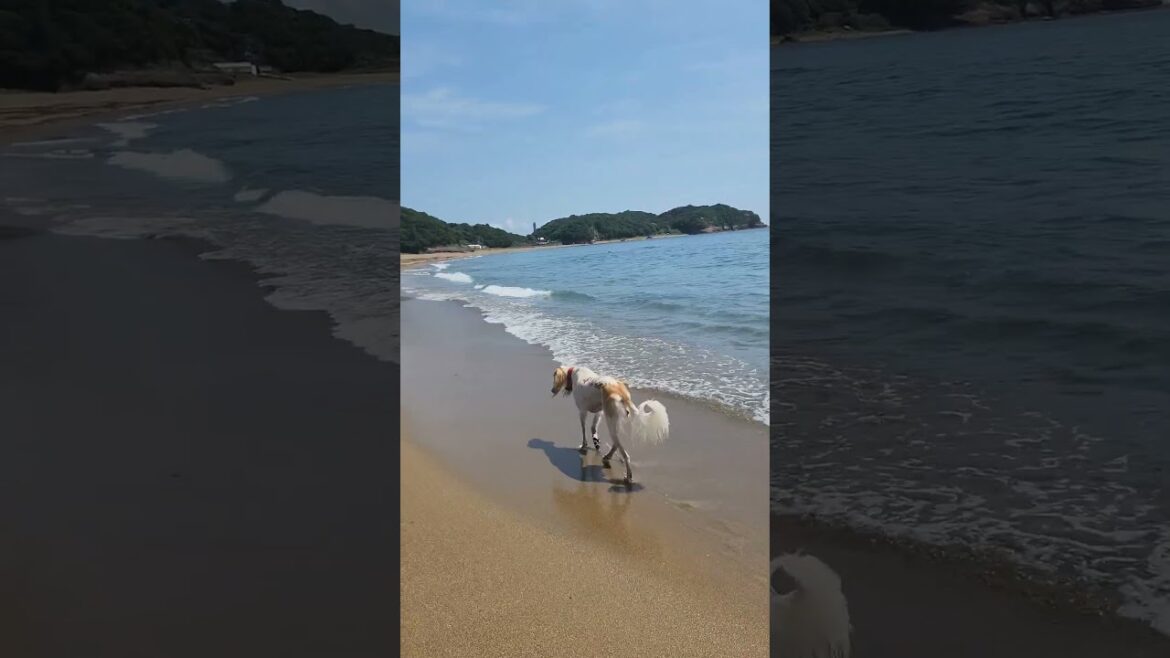 波とたわむる #shorts #サルーキ #犬 #saluki #sighthound #dog