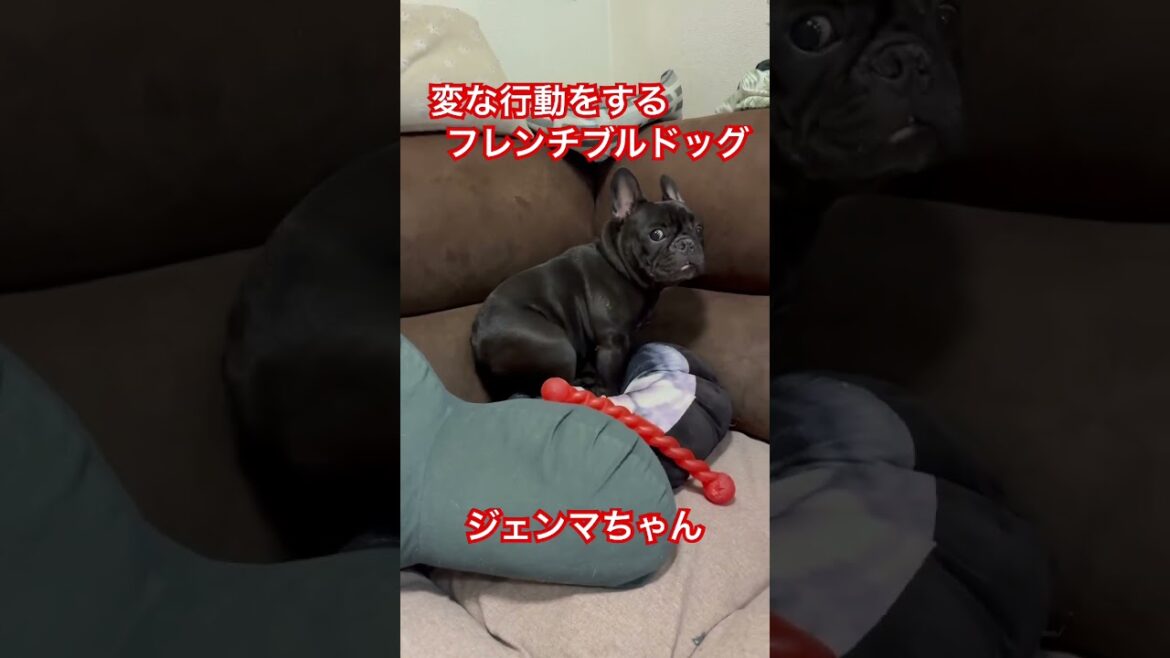 突然変な行動をするフレンチブルドッグ！